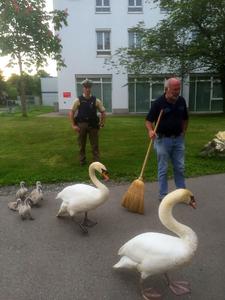 Bild vergr&ouml;&szlig;ern: Stadtrat Werner Sch&ouml;nberger eskortiert unter Polizeischutz die Schw&auml;ne durch die Bleichestra&szlig;e.