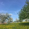 Bild vergr��ern: Diese herrlichen Hochst�mme stehen zwischen Sauters und Greit.