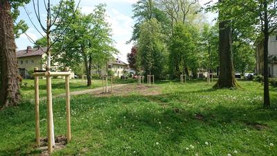 Bild vergr&ouml;&szlig;ern: Kleiner Laubwald am Giebelbach