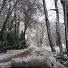 Bild vergr��ern: Der schwere Schnee f�hrte zu Astbr�chen und umgest�rzten B�ume. Es bestand erh�hte eine Gesundheitsgef�hrdung.