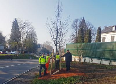 Bild vergr��ern: Jan Wragge, (v.l.) Fachbereichsleiter der GTL Stadtg�rtnerei, Luis Campos von Firma Toriello , Stadtg�rtner Markus Steinbei�er und Landschaftsarchitekt Christian Feustel bei der neuen Lindenallee in der Inselstra�e.