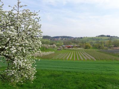 Bild vergr&ouml;&szlig;ern: Durch Lindaus gr&uuml;nes und bl&uuml;hendes Hinterland f&uuml;hrt uns der Weg am traditionellen Lindauer Wandertag.