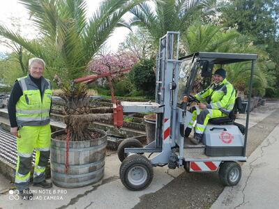 Bild vergr��ern: Unerm�dlich im Einsatz: Die Mitarbeiter der Stadtg�rtnerei Lindau k�mmern sich seit Monaten darum, dass die Arbeiten f�r die Gartenschau auf der Hinteren Insel ebenso gut erledigt werden wie die laufenden Saisonarbeiten. Auf dem Foto (von links): Rudi Specht und Ivan Bratus. Die beiden G�rtner aus der Stadtg�rtnerei bereiten gerade den Palmentransport mit dem Gabelstapler vor.