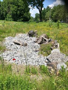 Bild vergr��ern: Reptilienhabitat