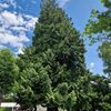 Bild vergr��ern: Seit etwa 150 Jahren steht der Riesen-Lebensbaum �Thuja plicata� im Lindauer Toskanapark. Jetzt hat er eine besondere Auszeichnung erhalten.