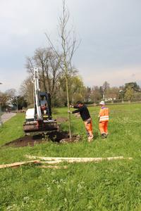 Bild vergr��ern: gepflanzte B�ume